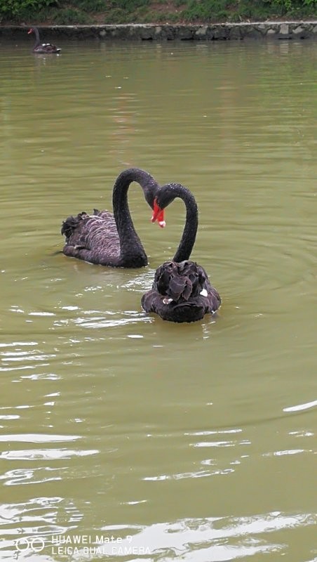 mmexport1507024744869