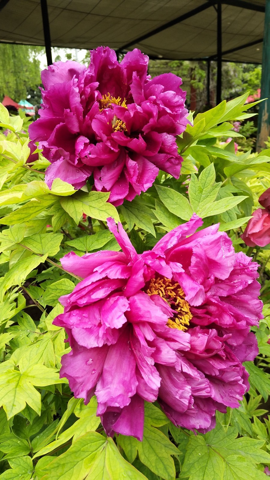 IMG_20180414_110042_Burst01