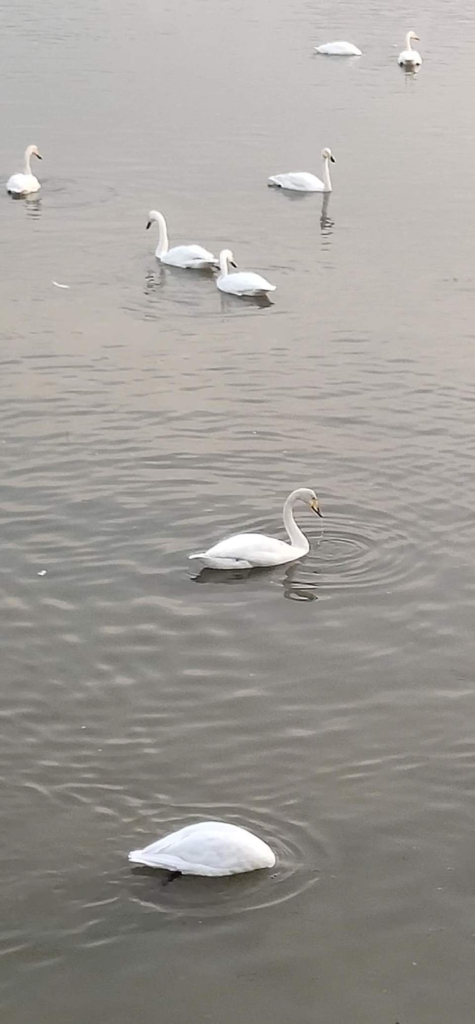 vdAUSrL7NyvYKW6oVq0Jakcr32wlMXpl1nOu7eSltcQy1jeEi0ecEJefeoJFHZaU