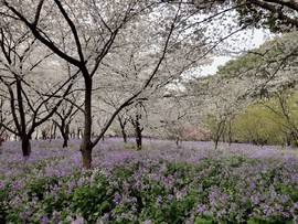 W0slDSwQByoNtjpWd71NWkykrtesLenvRXbMBXZZ7vL5khj1ORDBaWa4k0C9WGfn