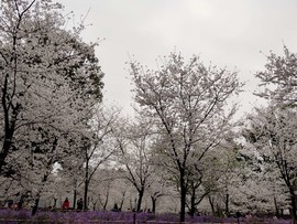 UQ0CDfIGDXcLmt6PNelz3h9S1pKRhGAAiCPxiYrOsqi62H4vkKSkb2ZvyVuyjkXF