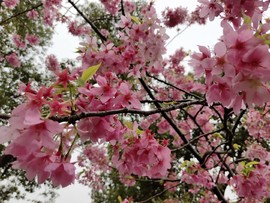 l8exyk2tJh8B9PQbKitNWF7lEL5M7DnZoh_4GIGIUX_ZyGnol8N3_tcDr3i7CU7A