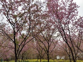 k_dbrYLVcWoWK2QiRUGRznu6bRvwalK1jYrTCoHhrOVKdD1xvN7-c4dxRfplWtlU