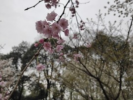 EU-GehlvKCT75yVwUIN1f38NLdPhQ5uBjD2B7-8Rsjniat_oTgr_YZPLt2CkH8OT