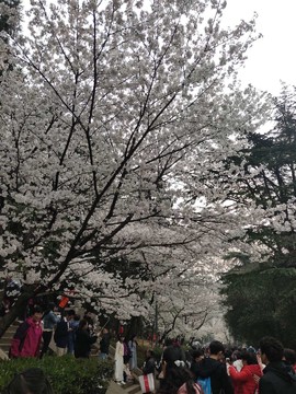 -c4J_-UMCasEU_Hk63pq6hp3nYHjEVaL1SmBKLs9mX9bqM8Uut81kkRAAVJN4ZU-