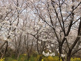 GgEHyLkjt9fb7d4Y552ZNC8ElnA9ZSlSlC9lUIkxGs2lmlShuTkxVL394X8un5J4