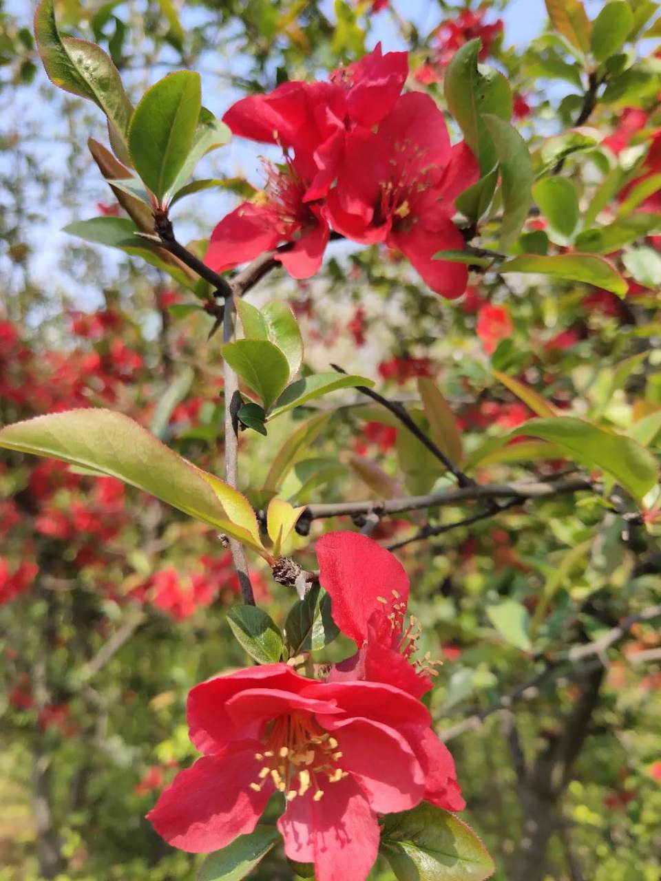 3a0OukmiVcgC08hEUd14UeVGzVAjeA3ZtZGBQU_mTHgqELksu4-722OcSNOcL0lD