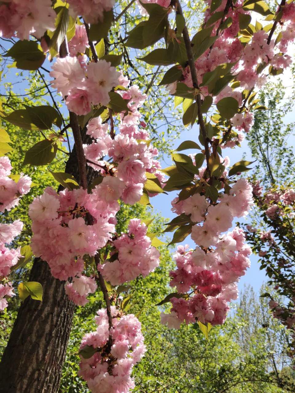 hkdvegZh1Z92an9aUBkE6-ubW6PKmX-y3VsZHQsIAYnOl339MN9qB2-vmMo3G6H6