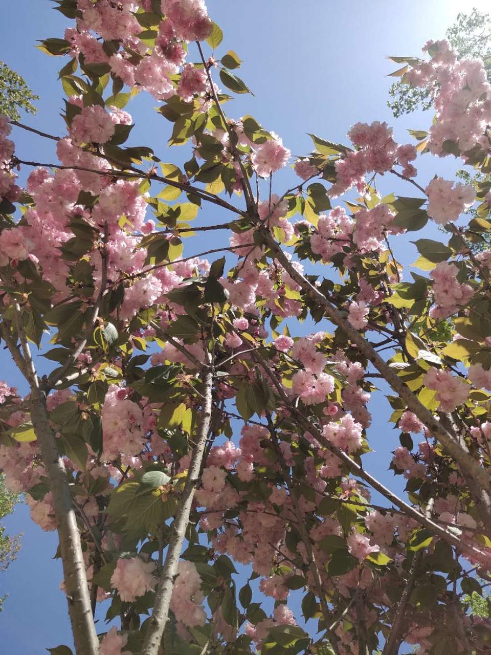 _2UxCLuIkEqW7gjvMiYgrL862a2_A6ASbYj2K_rAzn5HAGRmPGgoEp7LNHyBwL2S