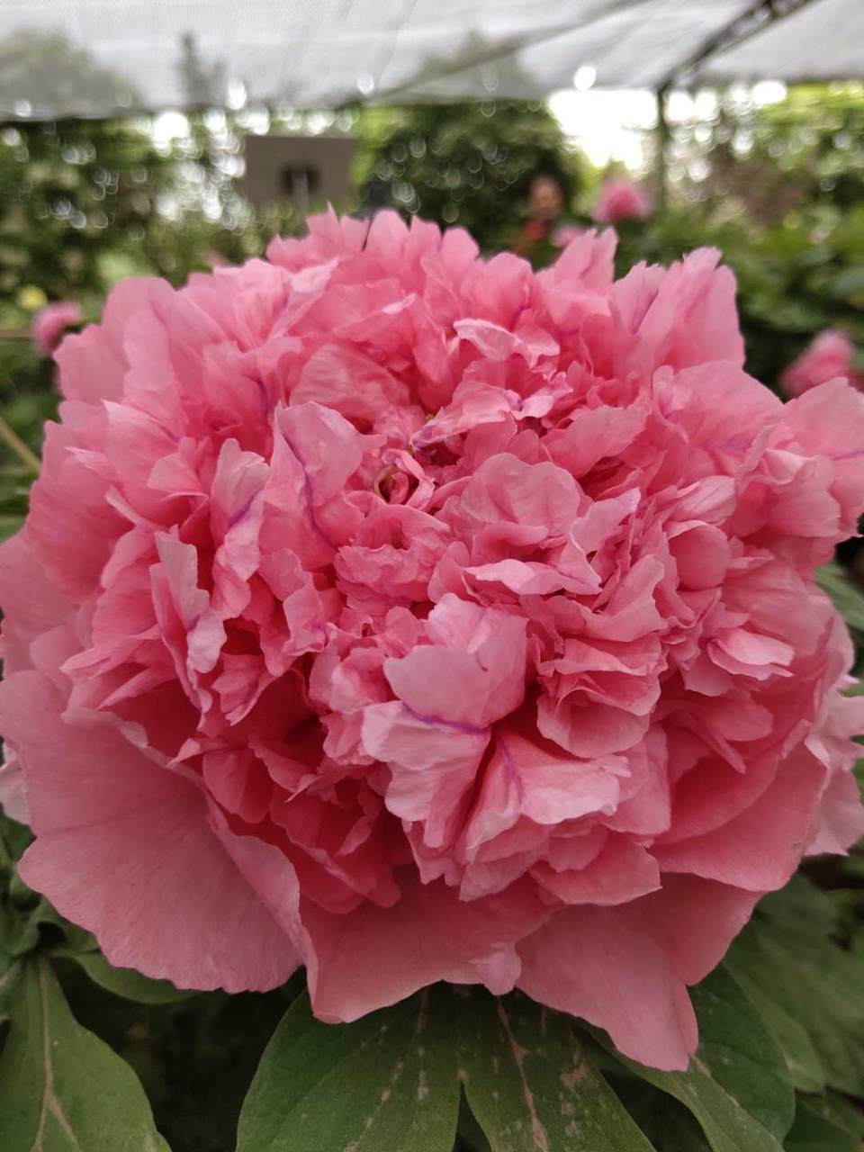 IM90TpWLOCio-VJVr8PrRkqpTEHP577IdqyOKYXuVXLRX94zUZ2wTGed3uWU8_62