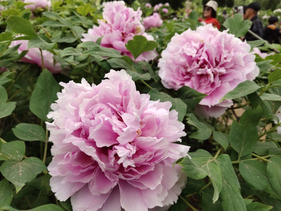 0m_Zh5oLPglS_1LixdrBVG7-kG_N6eAV5PUCuTP--3aQLw3yeL2qKFFu7PY8Vc4f