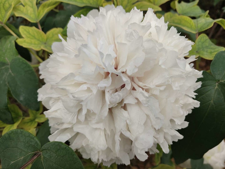 IDC4u9nJaSRh5eYAv7Hulm76Voc6mnNwmuGbulz34TxUsqexPDKvBcEYiXh-LGok