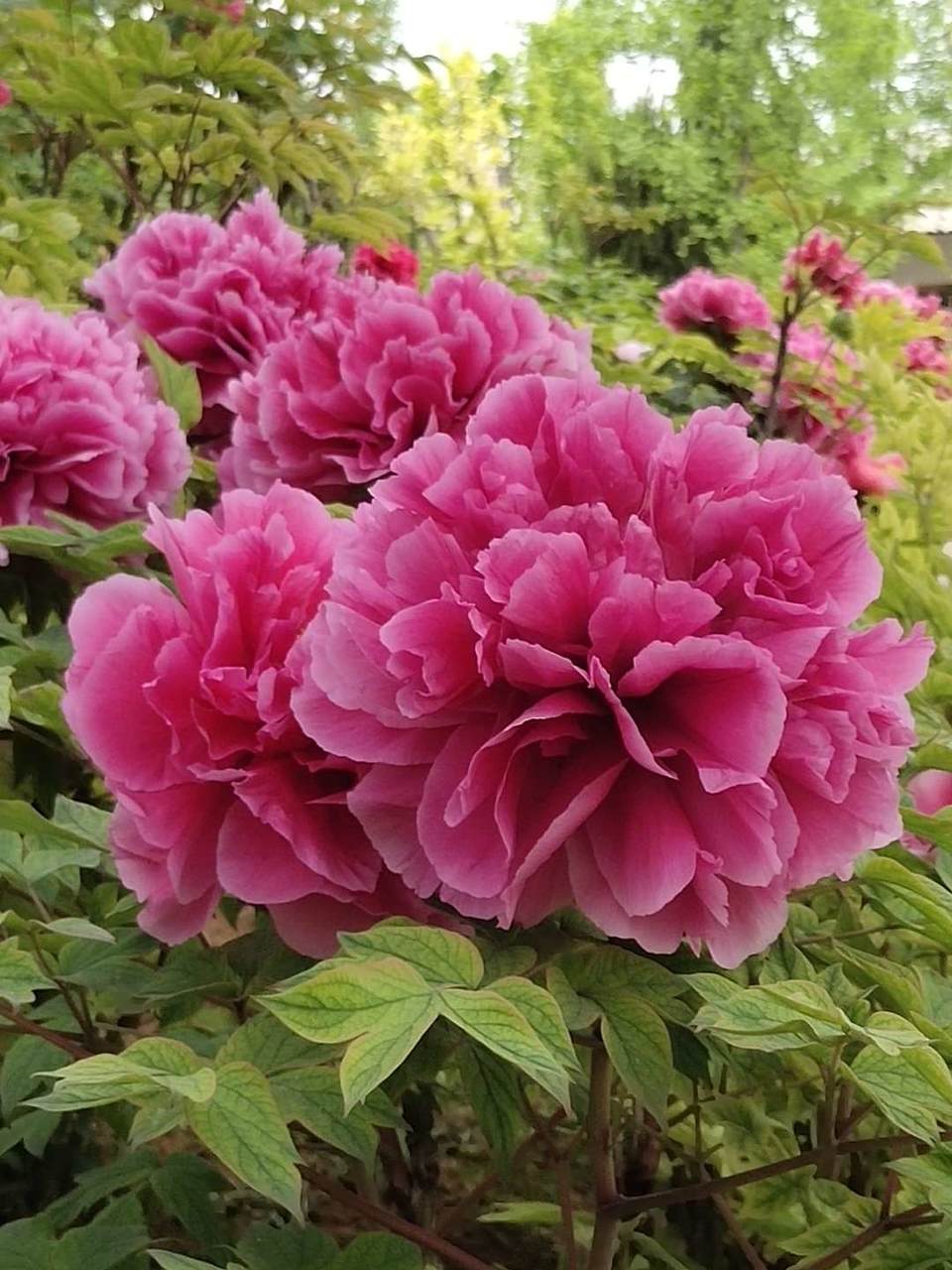 FAs4uubiR1w746Pcd823PGQvql4B1D3ta6vRGsUkvrr6Co_CH1NmeqL2erTCzSO6