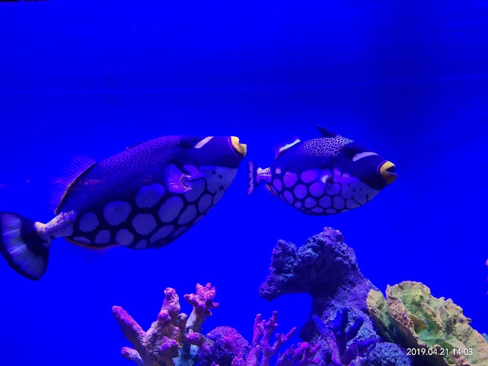 3RLsp6CaIXXn6pC7qY6vUGj9Rc-uuvLZKdhC15TNkHl6H6SKSRXXz0bXfDDtdG2a