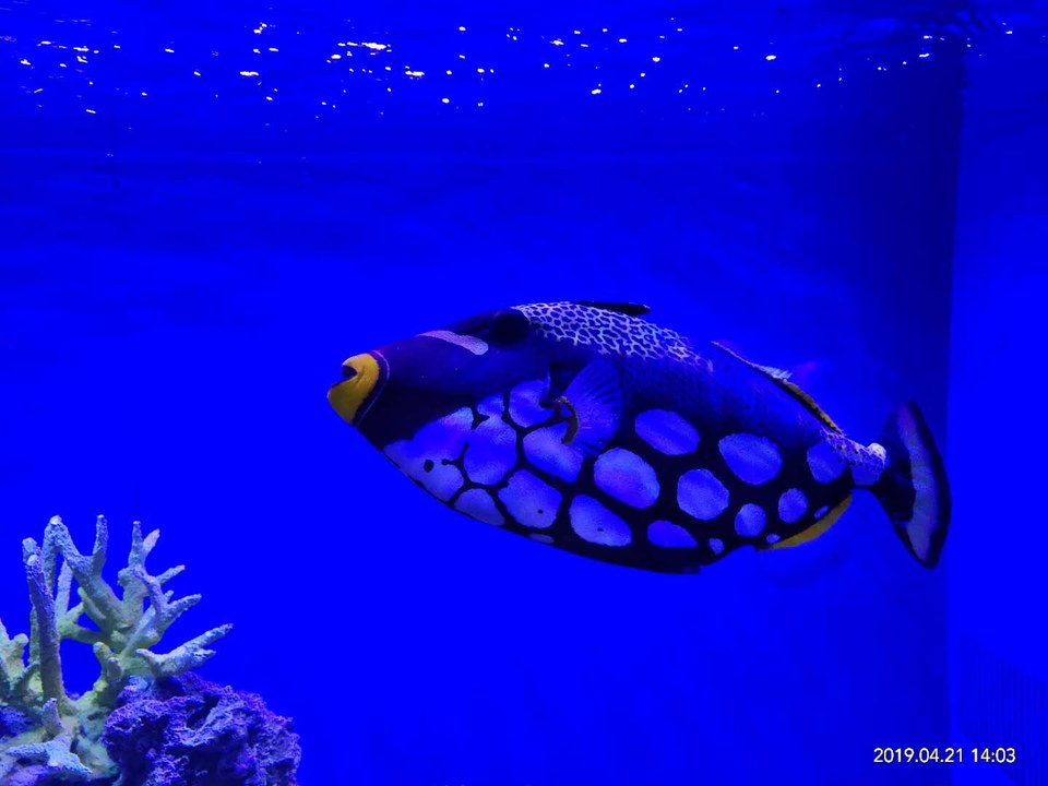 2HZDwsv_39sI1-7drx1yja37dZRM1-dingx_WX1Pe53Kj2PWkvokuQYpxZdcKddb