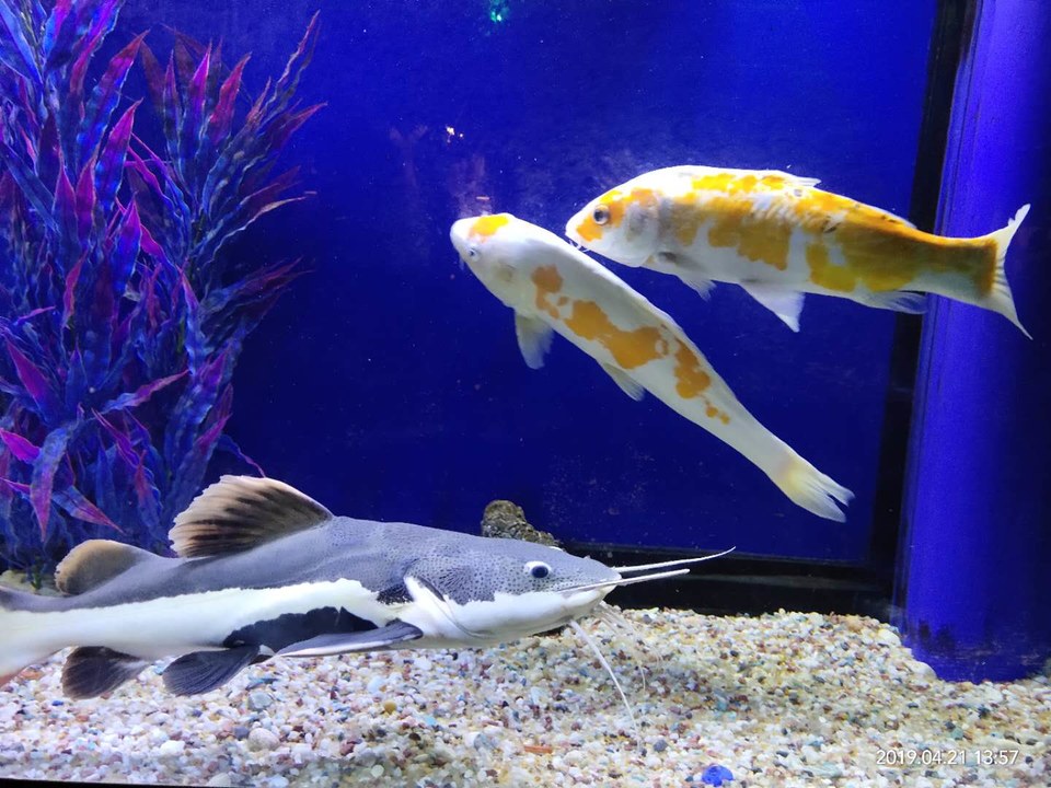 7e5LD_IfVEq1SK0fBdUZynCZfuRQvlaDeiH3HlVgBZ7fMCOeQ_hPw_k3GQavw_qu