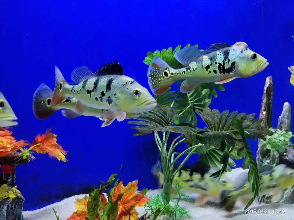 GZC8MsgnDGlCF5SNx0wc_ltLXVxFohuhZo-6odiw4qdtztpVWLCD4wxgq001BX5p