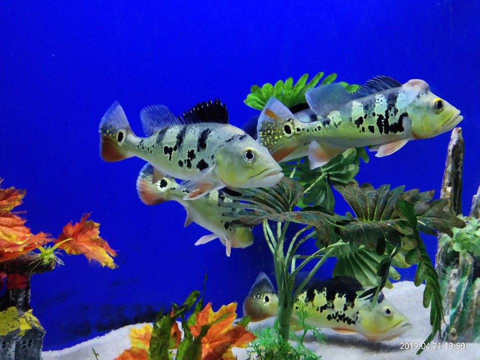 6lzv_0ZE7WGWPRZcvu7Fii9_NTRsZCqG3t7AdSlfmKBw6CjsvbjkgthtJFJ8eDP2