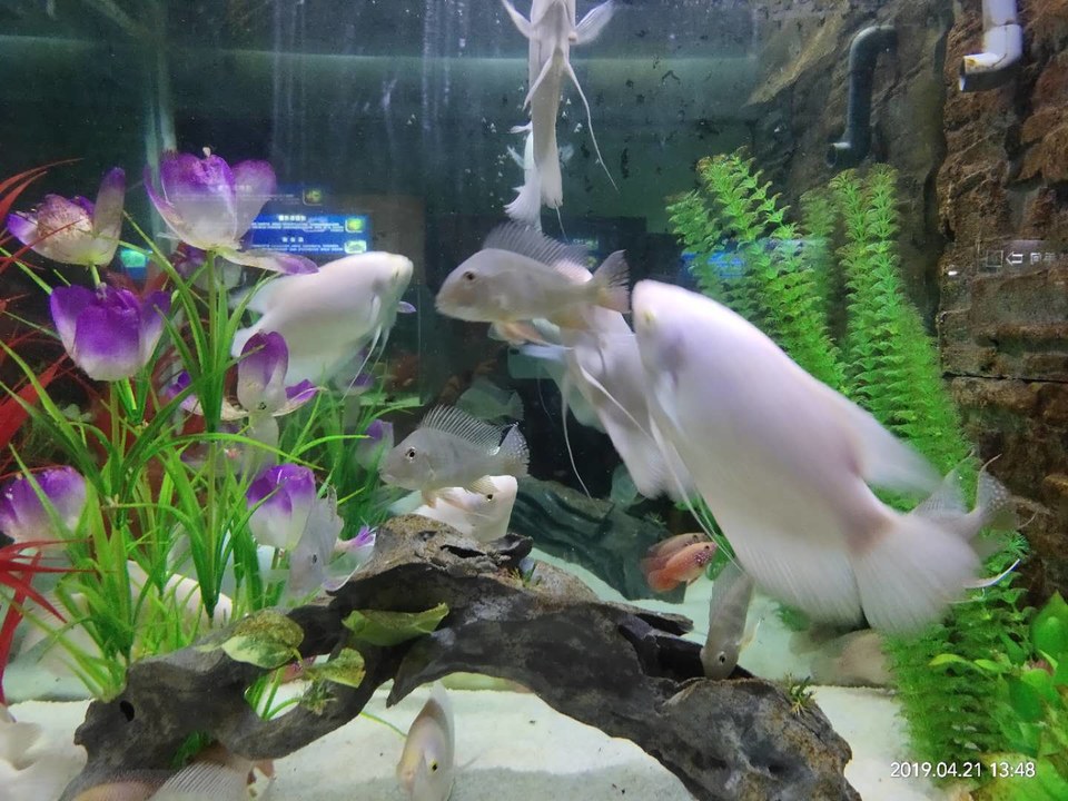 8SG7Dyo9mFSATI7tQufucYq1EIlEBwQi7z0XpTxTUNWvBpQHpKn89lDGw38RESsn