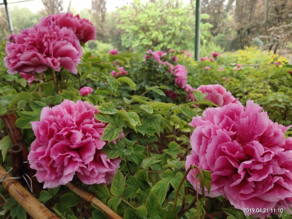 FAs4uubiR1w746Pcd823PPragp46D4nHlt5FbQ_kKOdG7X3Ml8vTX_YL4__cLvzg