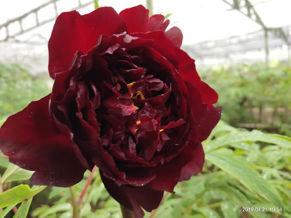 yWLZSLT36dXKp1CLNghrTMtnY_VHKmtUJJo1EgZE_X7gS5-D3DXiSpimnQkvx5EZ