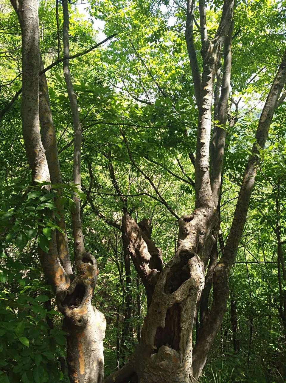 mmexport1524998392067