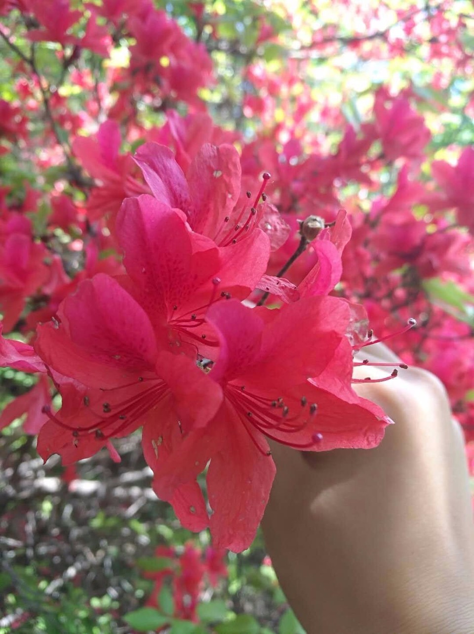 mmexport1524998389081