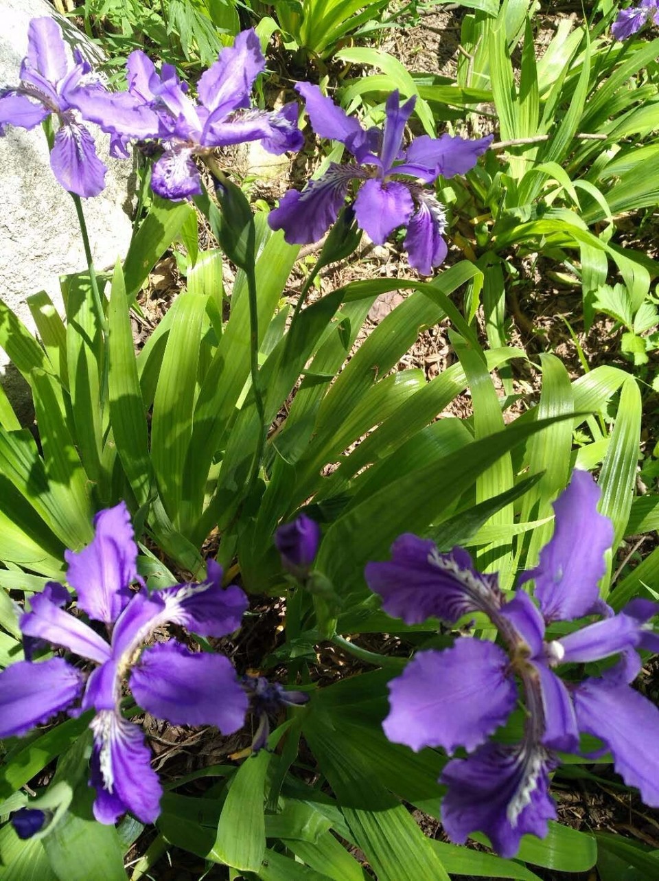 mmexport1524998567835