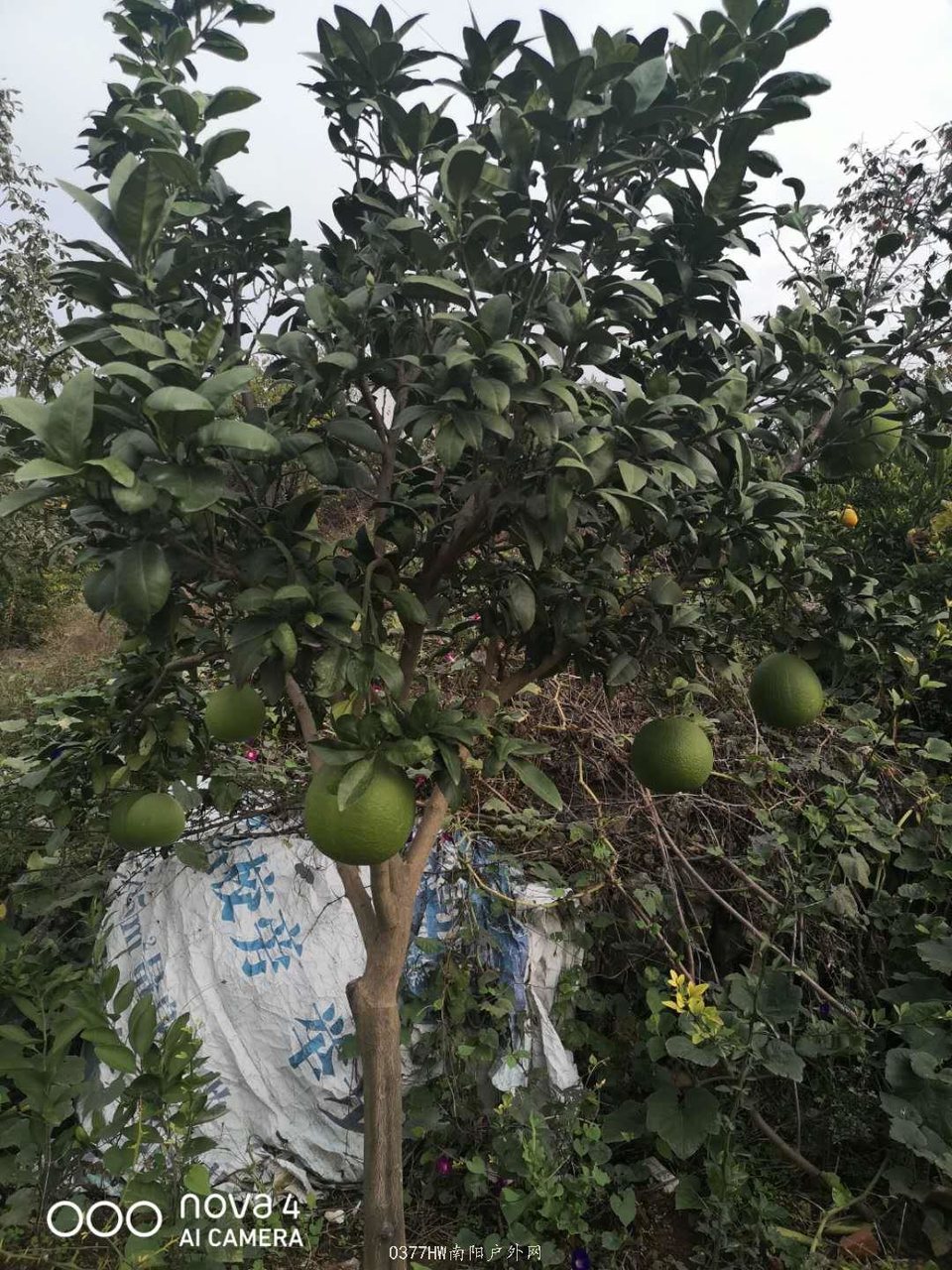 hD1cp-c98AlTNSuw28lvAgkGa_gpEXmbXnp4m7v0YZXGtshyPa4EtAOgA2Tv0yxS