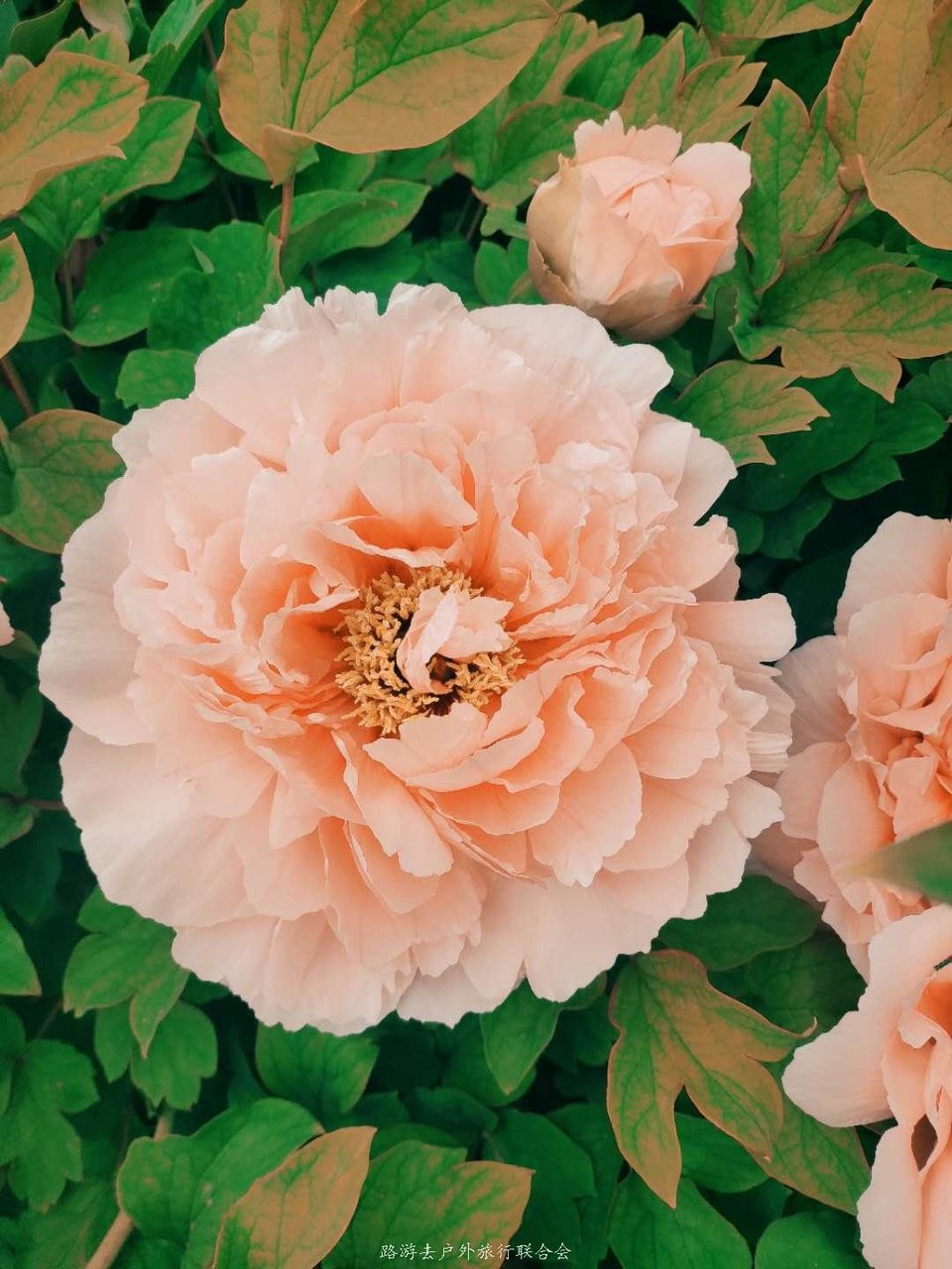 fLJPGUZA8pLg2N394hWTh1tnMLwOzF3XWua5GnA2HFi54N7QlO2v955LaY_IGWPv