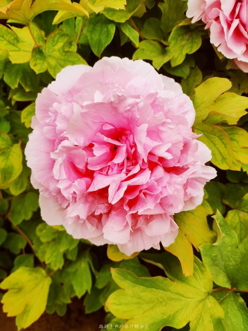 1QuDYsc39sU1ILL_ga7-f8suZWs9q00qvxpt9scFVr4rHBPvPrWX42_pRYGVDMfU