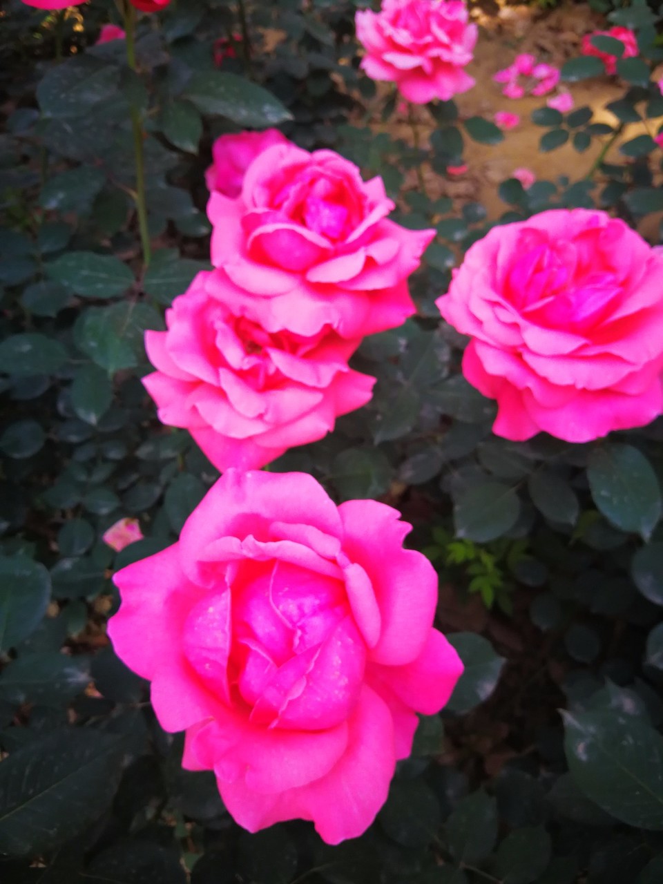 IMG_20180503_092549_1