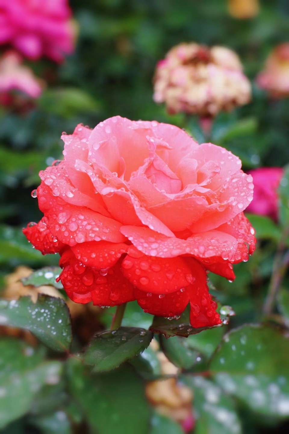 mmexport1526028035653