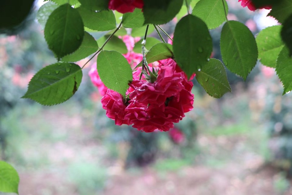 mmexport1526031983505