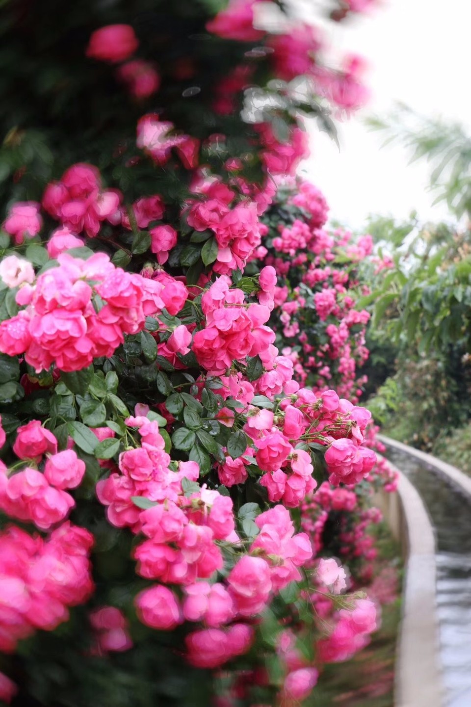 mmexport1526028138881