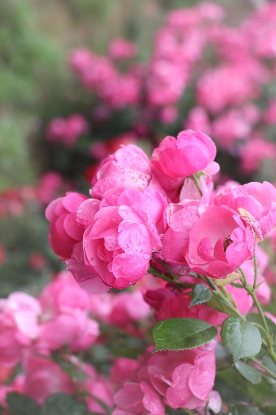 mmexport1526028129227