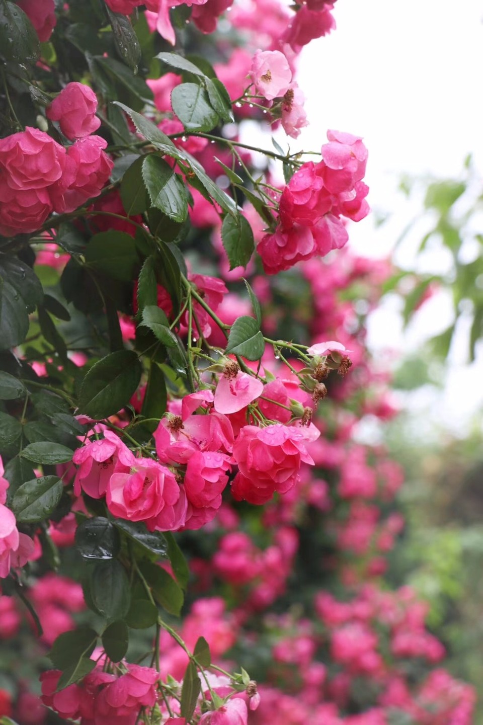 mmexport1526028118066