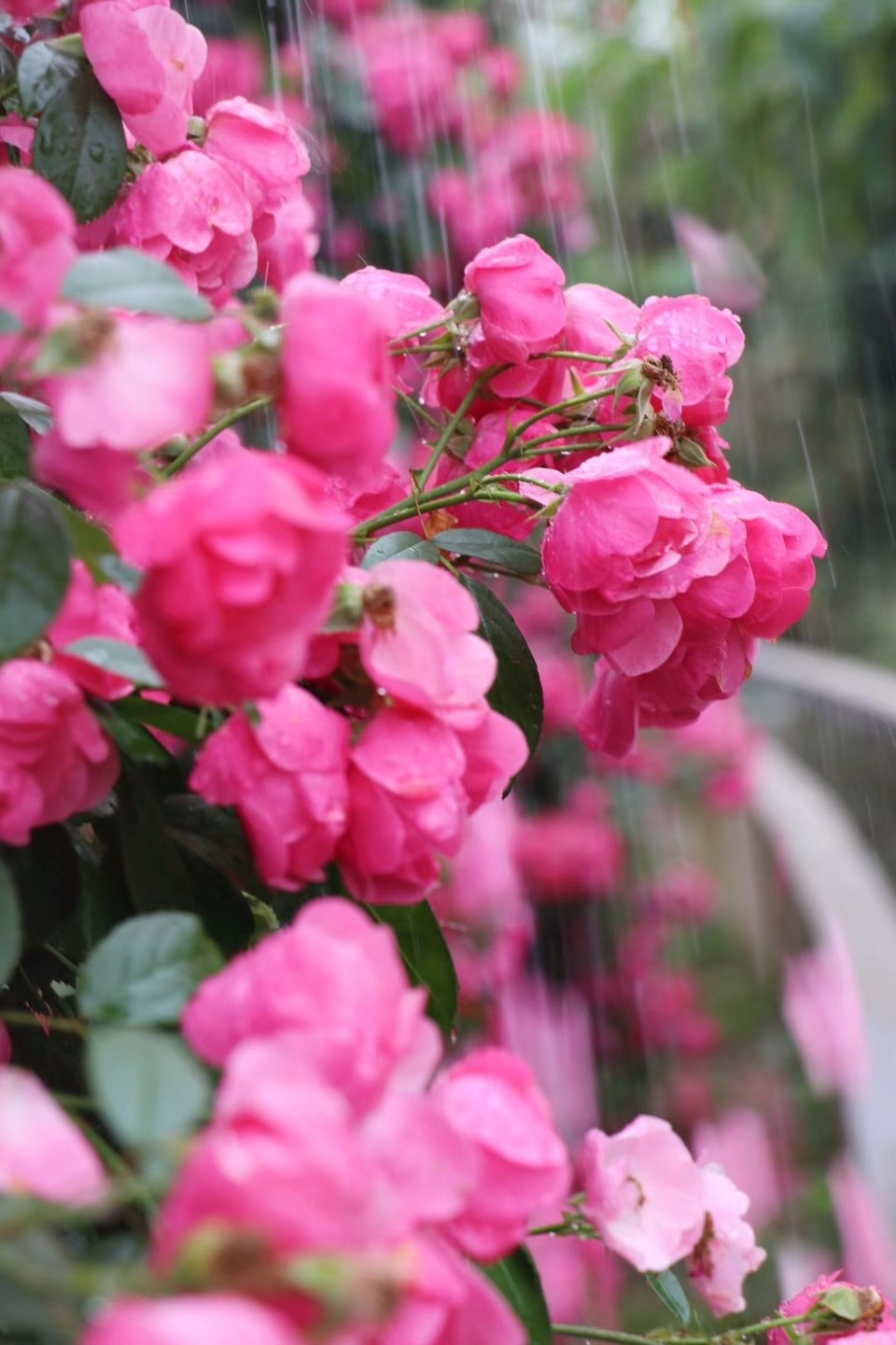 mmexport1526028105761