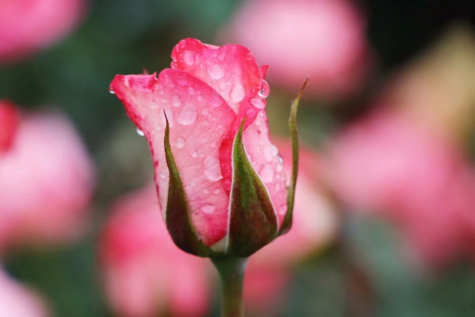 mmexport1526028088120