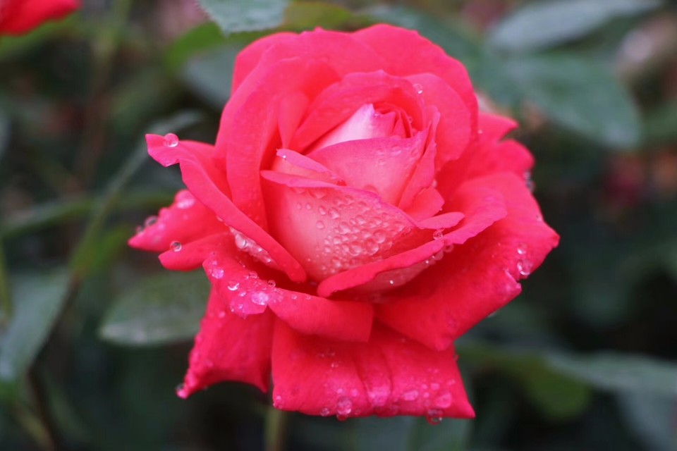 mmexport1526028083043