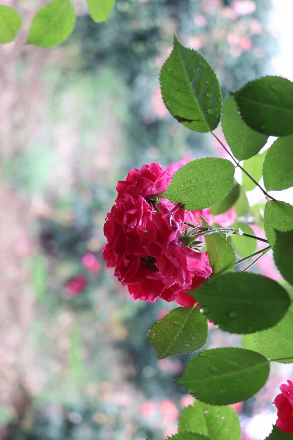 mmexport1526031998443