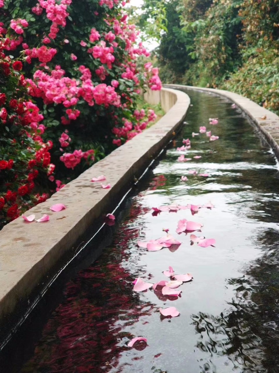 mmexport1526031995106