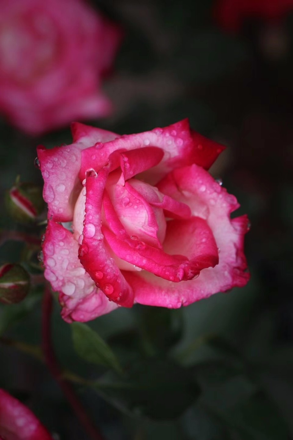 mmexport1526028040093