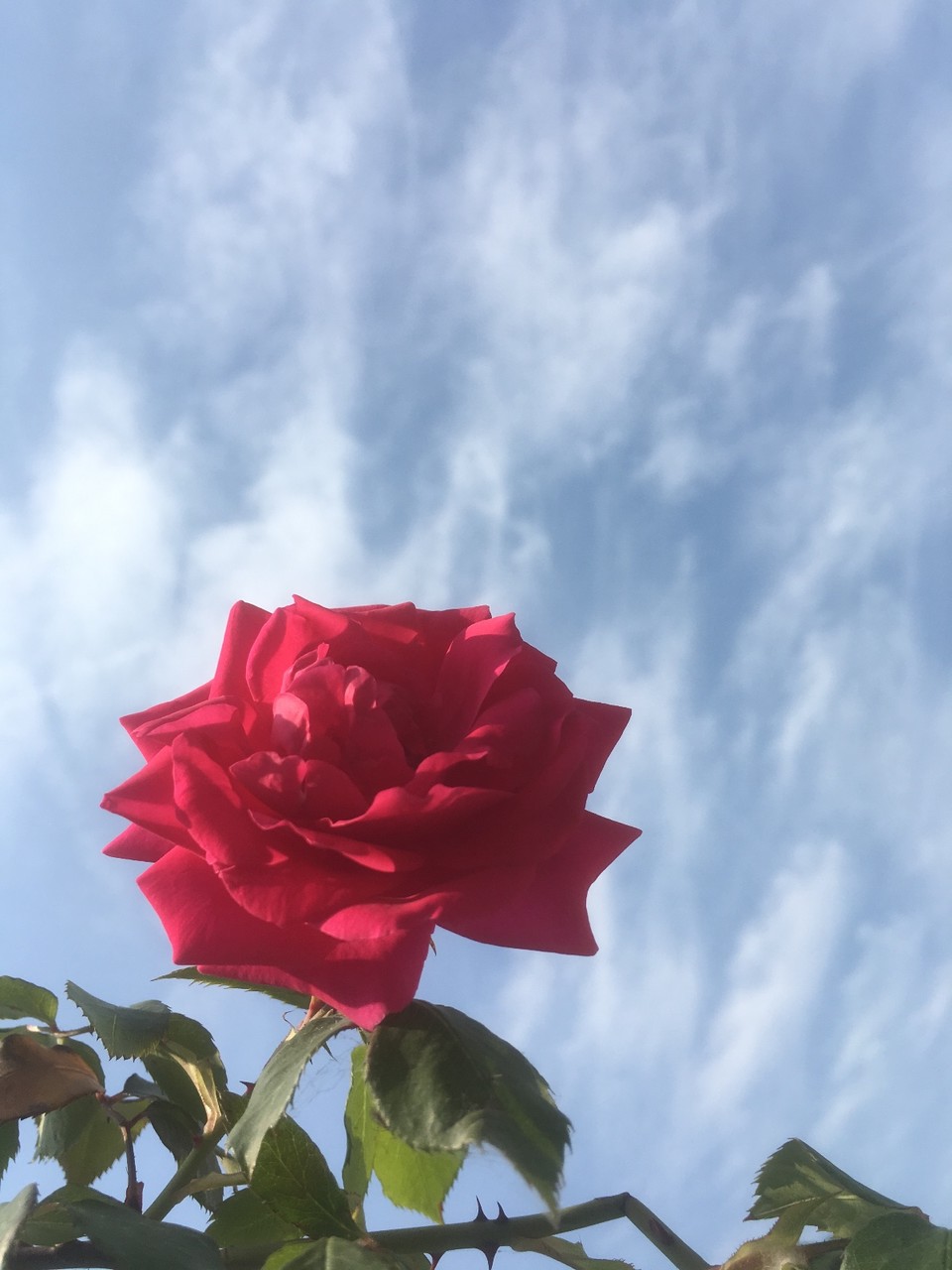 1BF497CD-4E6B-49BF-AD5C-8754573AD7E4