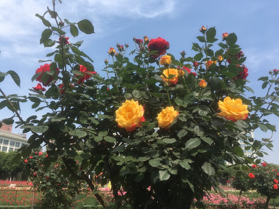 20BAA396-EEB0-447D-B081-DC303E8C4BB8