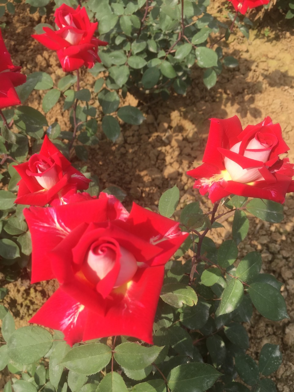 E92DE0BD-2752-4C15-8E2B-572A45DABCB5