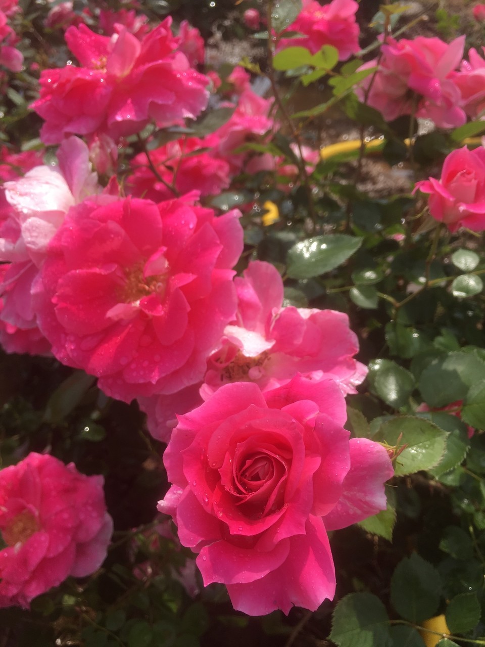 AFE27A12-408A-4084-A11B-09FFFE169778