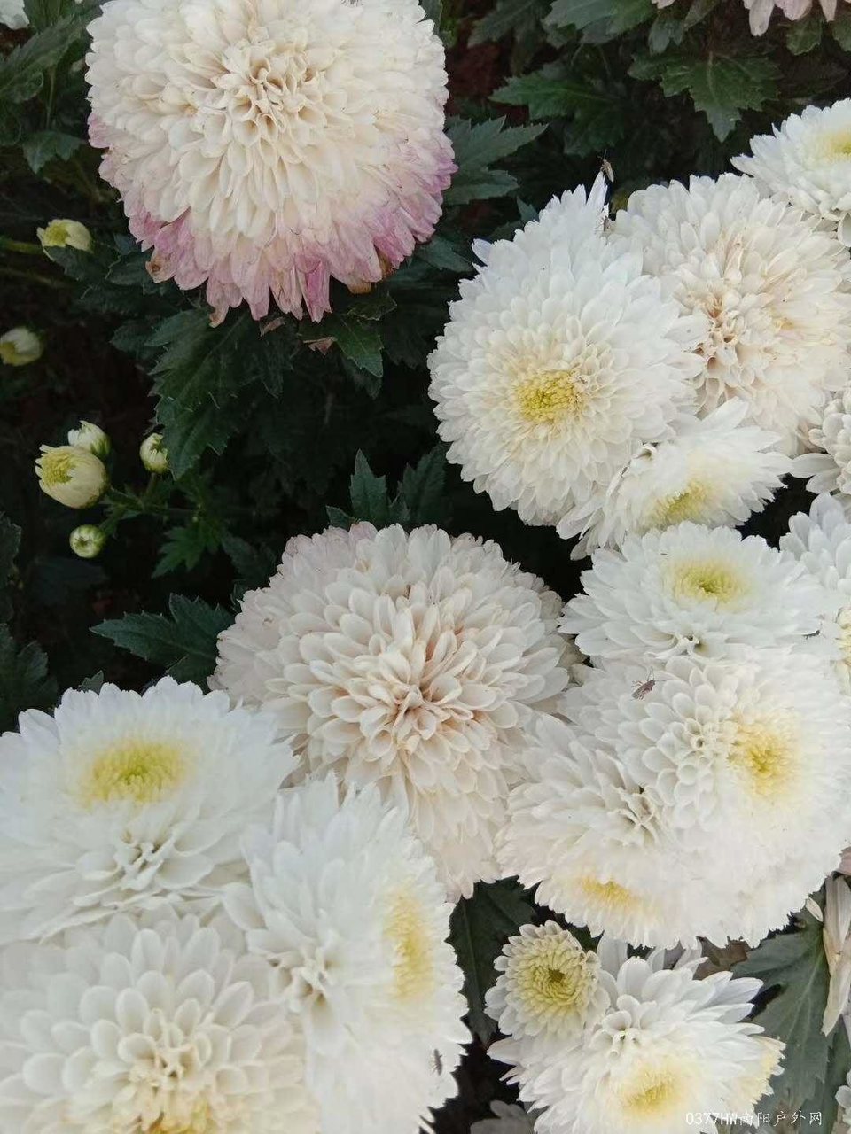 Rfuve6G5neDp2WmQAYS8HemS7gAiDg_Rs2BLY0HK5ab3af3d1BehXASK9TsxPzUW