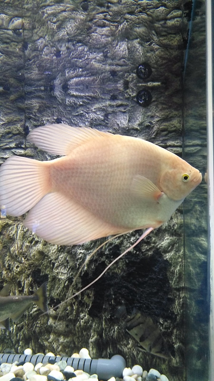 wx_camera_1524380305262