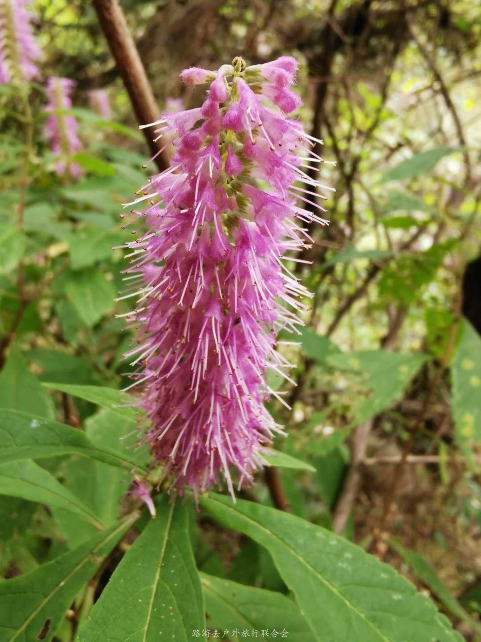 j_9muAZpqwaTdgvkJlgapARgfa57eJFUGaGmaUUsK0mlP984hv5CWxHiuOrm55t3